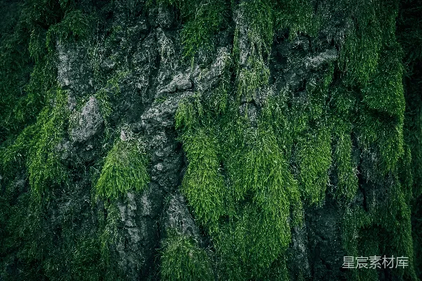 高清摄影 青苔覆盖的岩石