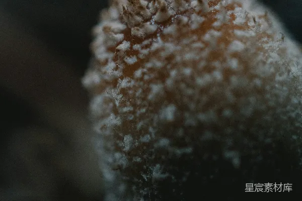 高清摄影 雪覆下的蘑菇