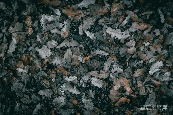 高清摄影 落叶覆盖的地面