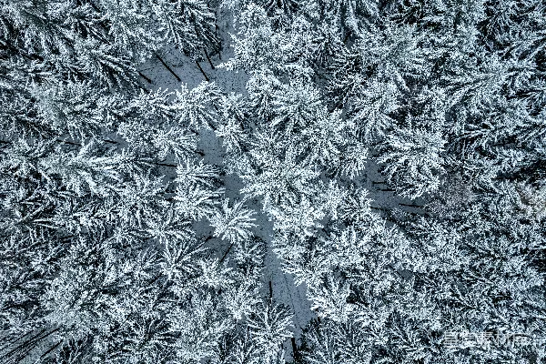 高清摄影 雪中松林俯瞰图
