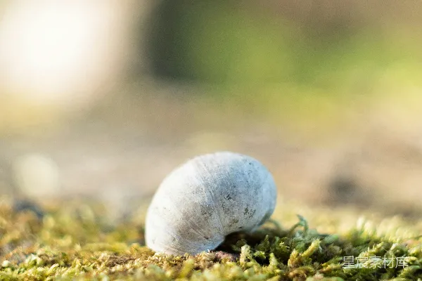 高清摄影 蜗牛与苔藓