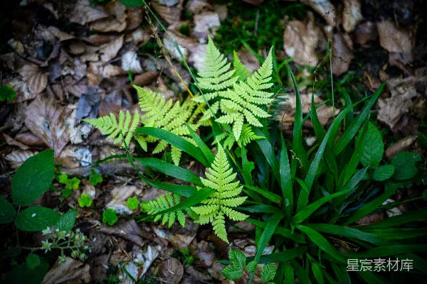 高清摄影 森林中的蕨类植物