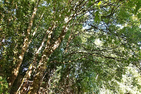 高清摄影 森林中的阳光穿透