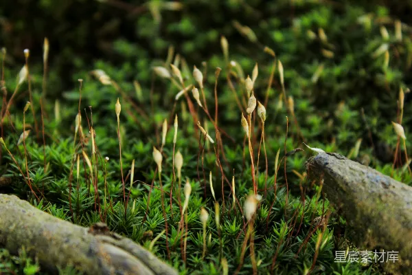 高清摄影 苔藓与孢子的自然风景