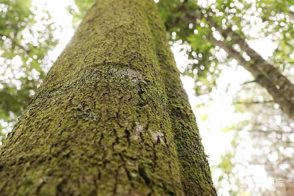 高清摄影 树干与阳光
