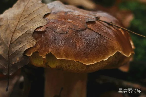 高清摄影 森林中的蘑菇