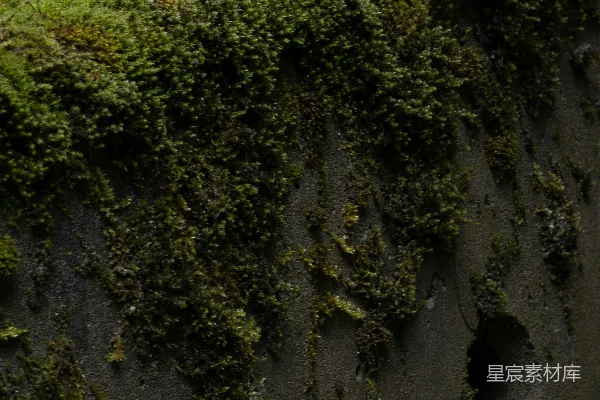 高清摄影 苔藓覆盖的岩石