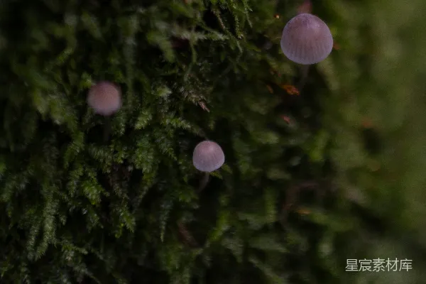 高清摄影 苔藓上的小蘑菇
