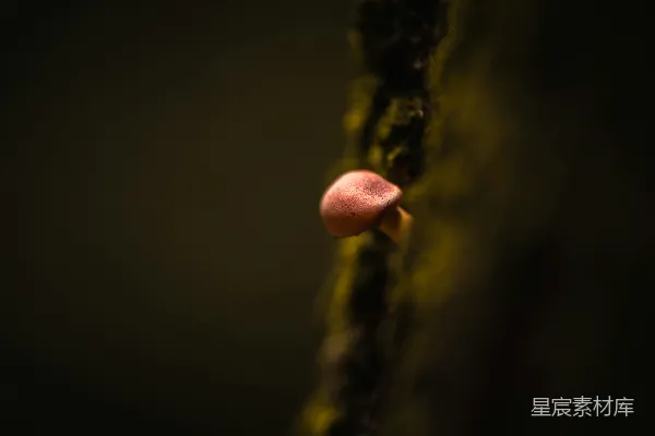 高清摄影 蘑菇与光