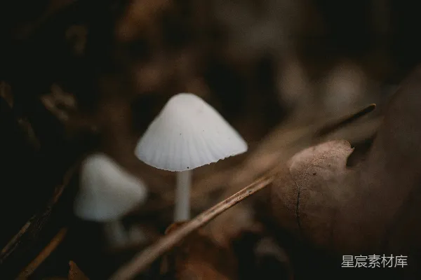 高清摄影 森林中的小蘑菇