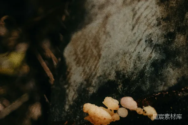 高清摄影 岩石上的小蘑菇