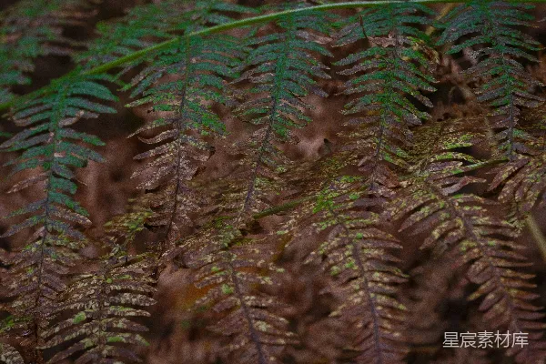 高清摄影 蕨类植物的自然之美