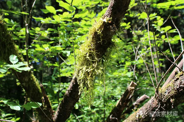 高清摄影 森林中的苔藓