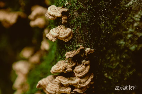 高清摄影 树上的灵芝与苔藓