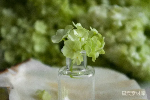 高清摄影 清新绿植花瓶摆件