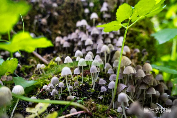 高清摄影 森林中的蘑菇群