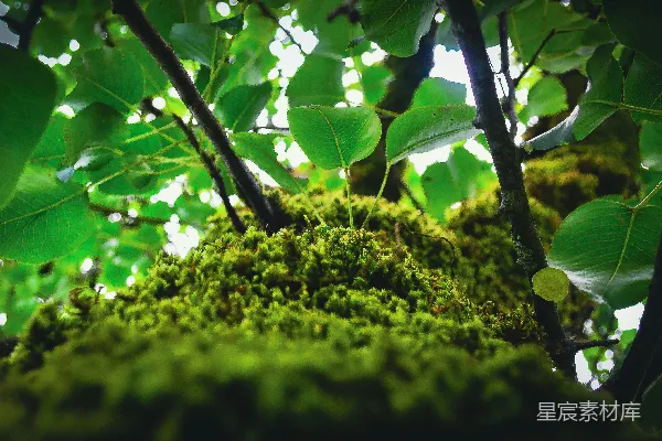 高清摄影 苔藓与阳光透过树叶的自然景象