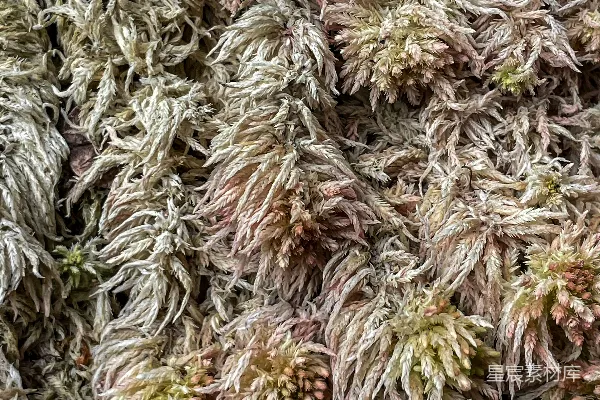 高清摄影 苔藓的自然之美
