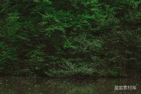 高清摄影 静谧森林映湖景