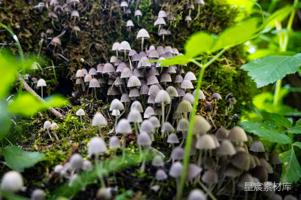 高清摄影 森林中的蘑菇群