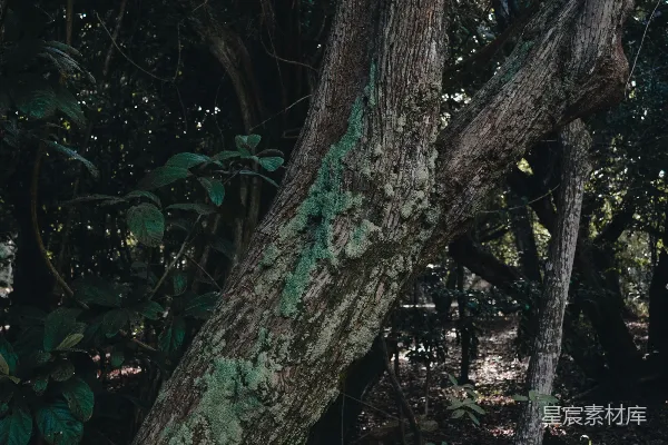 高清摄影 森林中的古老树干