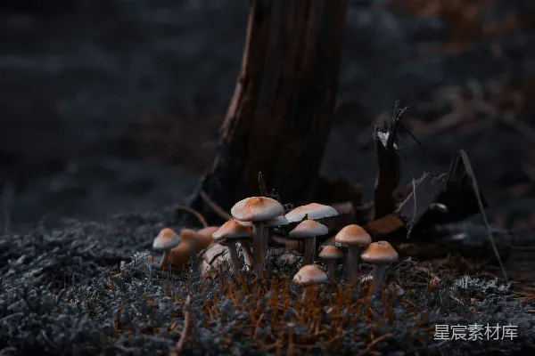 高清摄影 森林中的蘑菇群