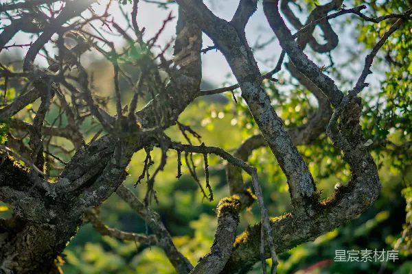 高清摄影 阳光穿透树梢的自然美景