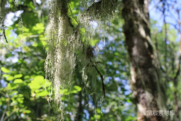 高清摄影 悬挂的苔藓：森林的自然之美