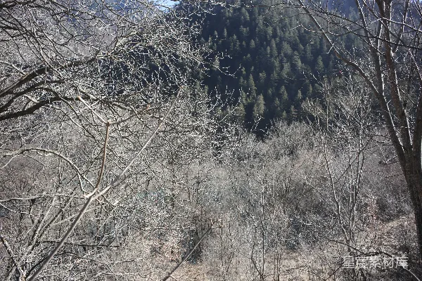 高清摄影 冬日森林的静谧之美