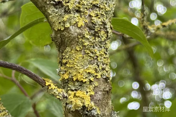 高清摄影 苔藓覆盖的树干特写