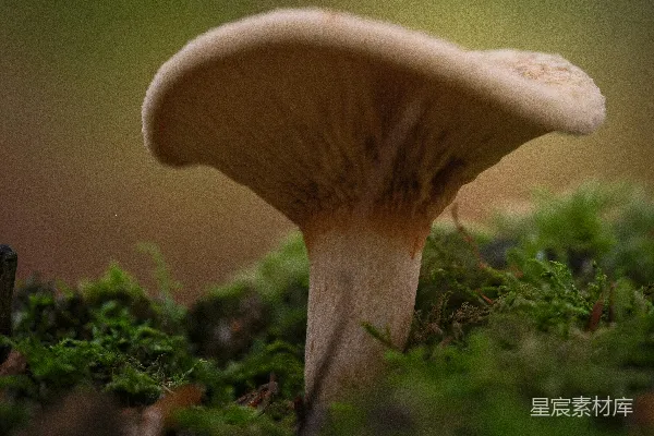 高清摄影 森林中的蘑菇特写