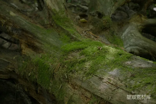 高清摄影 苔藓覆盖的老树根