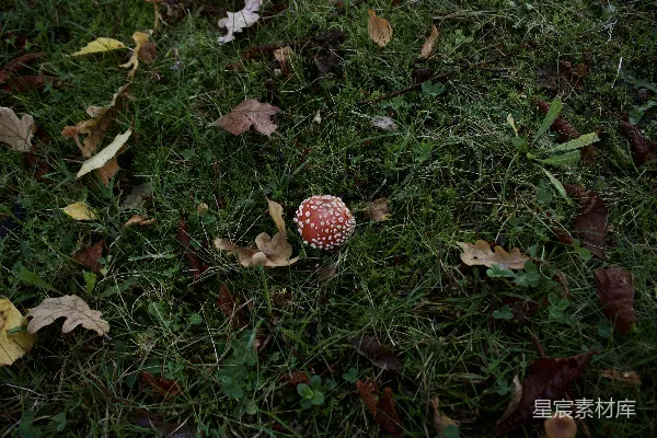 高清摄影 秋日草地上的红白毒菌