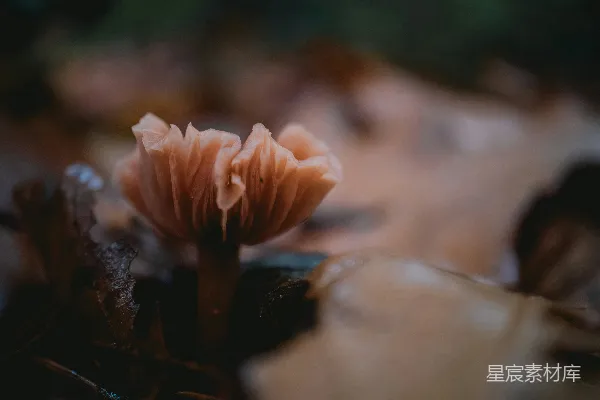 高清摄影 森林中的神秘花朵