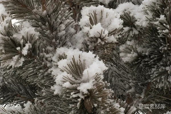 高清摄影 冬日松枝上的雪景