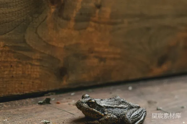 高清摄影 木板上的青蛙