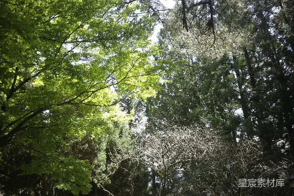 高清摄影 阳光穿透森林的景象