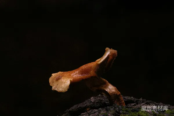 高清摄影 森林中的蘑菇