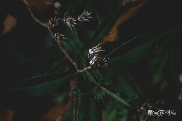 高清摄影 深秋的枯叶与植物