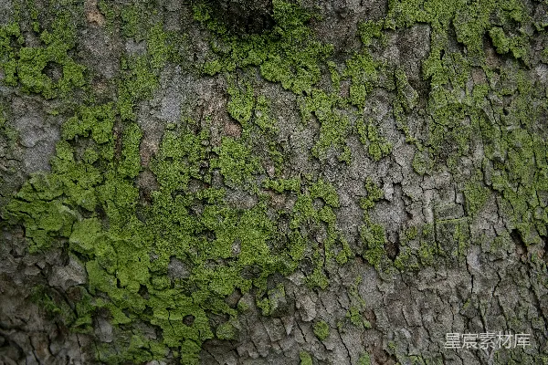 高清摄影 苔藓覆盖的树皮纹理