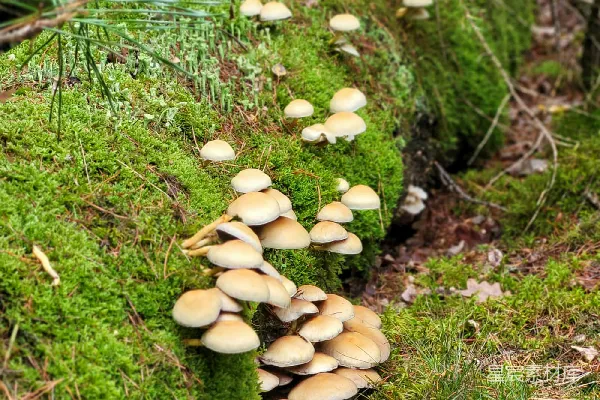 高清摄影 森林中的蘑菇群