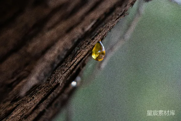 高清摄影 树干上的露珠