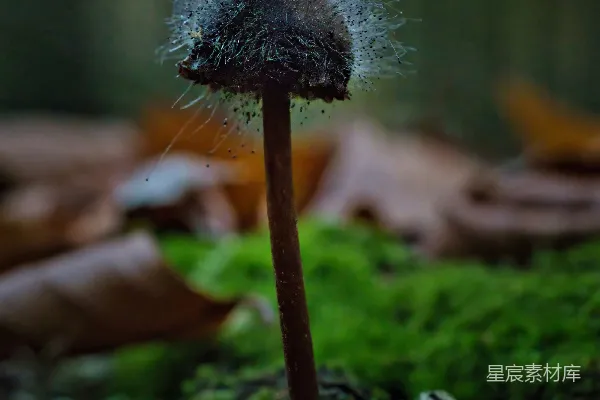 高清摄影 森林中的神秘蘑菇