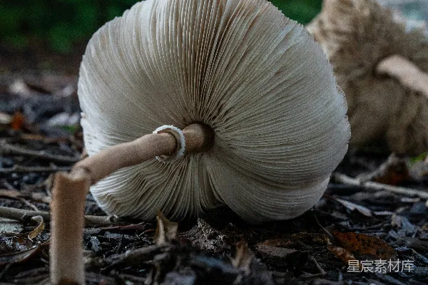 高清摄影 自然中的蘑菇
