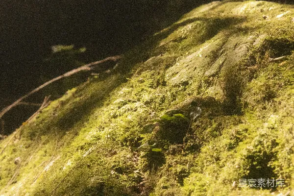 高清摄影 幽暗森林中的阳光