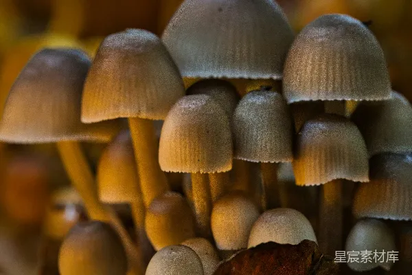 高清摄影 森林中的蘑菇群