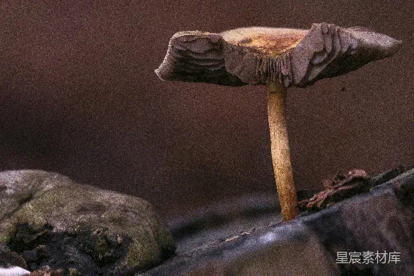 高清摄影 森林中的神秘蘑菇