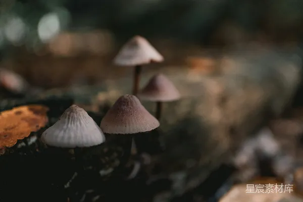 高清摄影 森林中的小蘑菇
