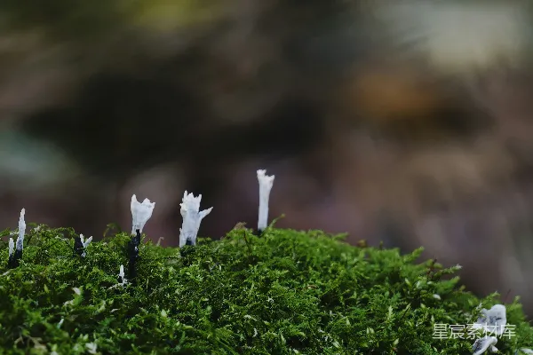 高清摄影 苔藓上的神秘蘑菇