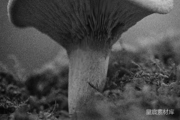 高清摄影 林中蘑菇